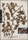 Foto von Salix cinerea subsp. atrocinerea (Brot.) Guinier